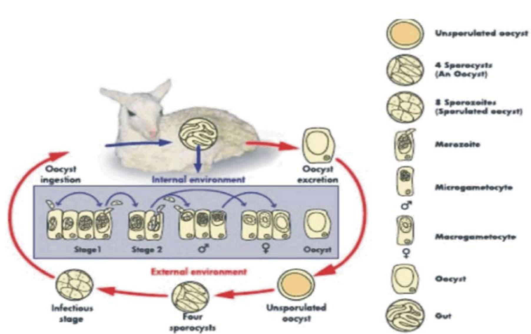 Basic life cycle of ovine coccidia source: [26]