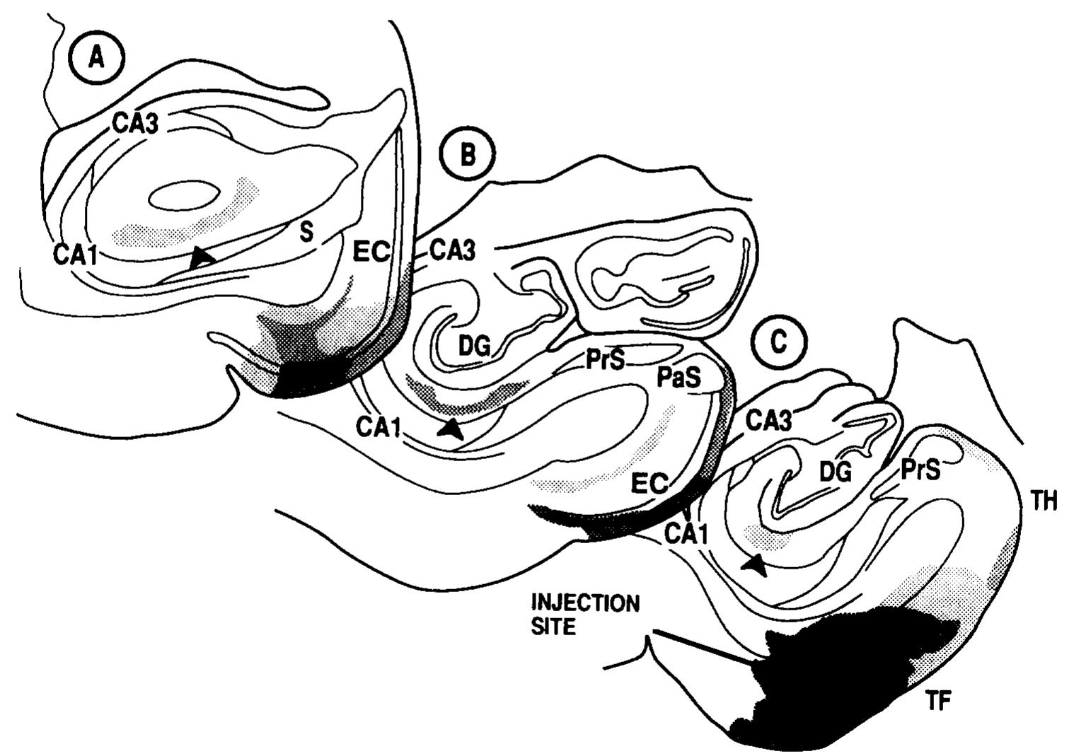 Figure 3 - from Cortical inputs to the CA1 field of the