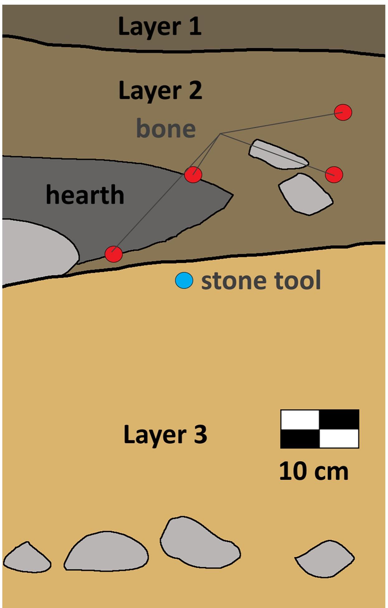 Fig 5. West profile of test Pit 1, Chegirtke Cave. Unit was excavated to a depth of 80 cm, without reaching bedrock. Locations of animal bone within the profile are labeled with red dots, and the stone core tool location is labeled with blue. 