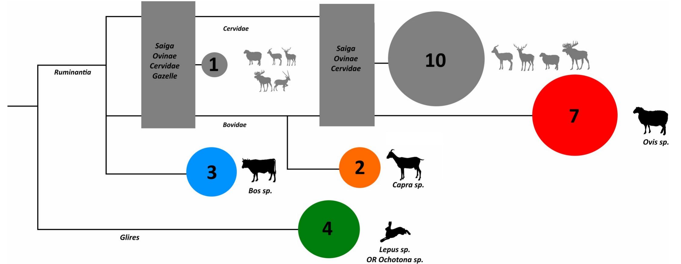 Fig 6. Collagen peptide-based identifications for Layer 2 at Chegirtke, grouped into cladogram by general phylogenetic relationships. Specimens with a grey circle are missing necessary peptide markers for more detailed identification, and silhouettes depict a range of possible taxa that specimens in that category may derive from. 