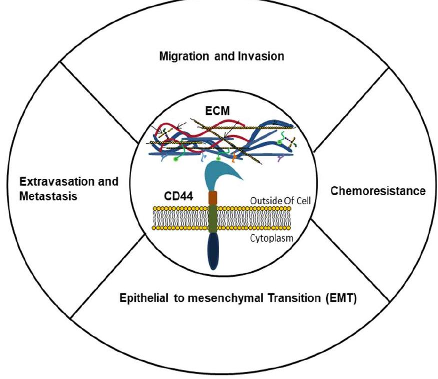 Figure 16 - from The Cancer Stem Cell Marker CD44 Play Key