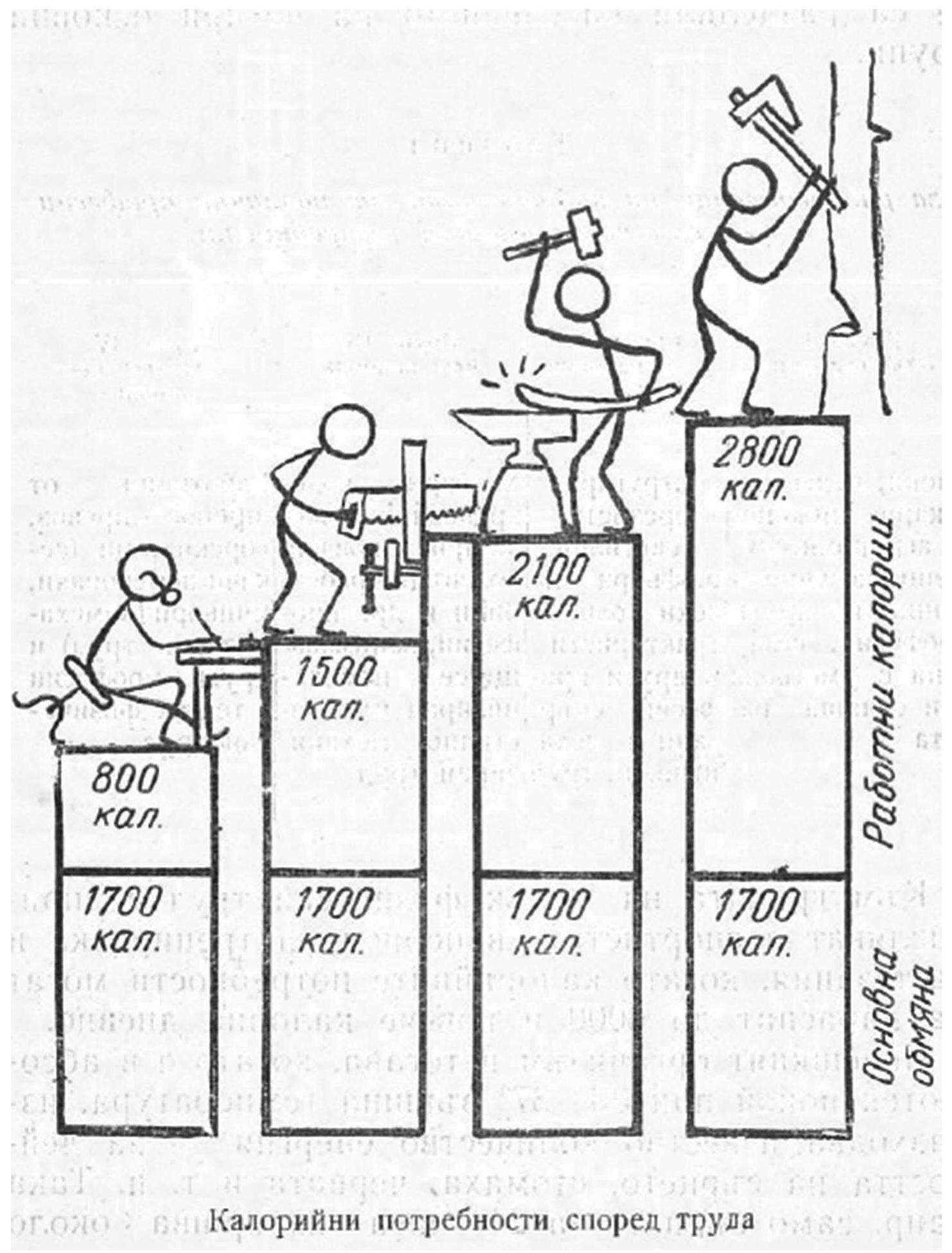 Figure 4. A drawing from “How to Feed Ourselves Correctly” by Prof. Tasho Tashev, published in 1961, shows the different daily caloric needs according to different types of work. The calories are divided into two parts: those serving the “basic metabolism” and “working calories,” which are needed to perform activities (Tashev 1961). 