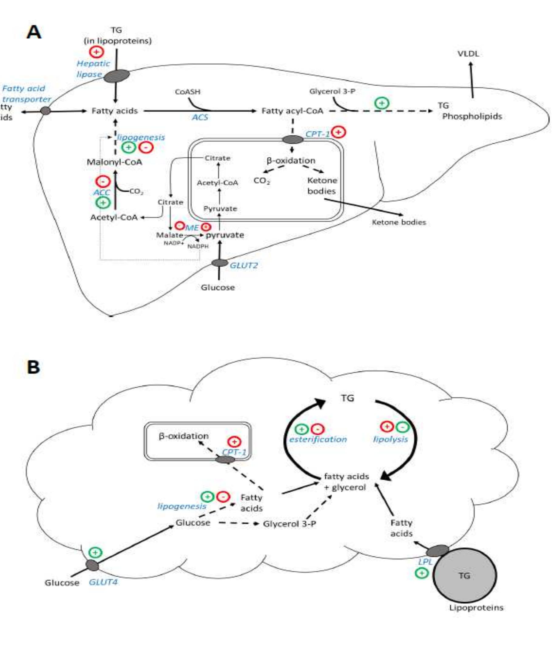 Outline of fatty acid metabolism in the liver (a) and