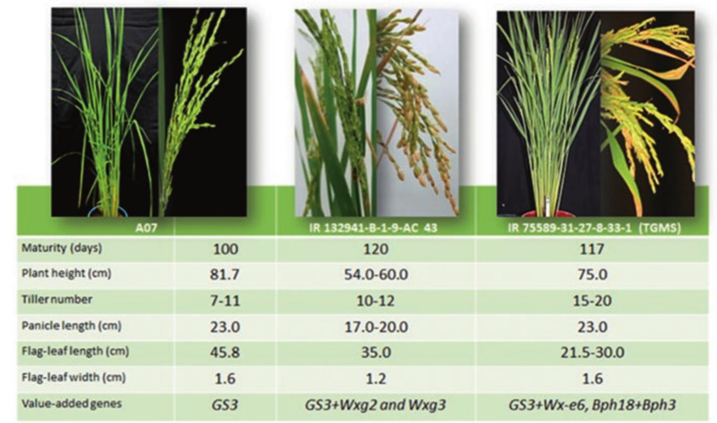 (PDF) Advances in Two-Line Heterosis Breeding in Rice via the ...