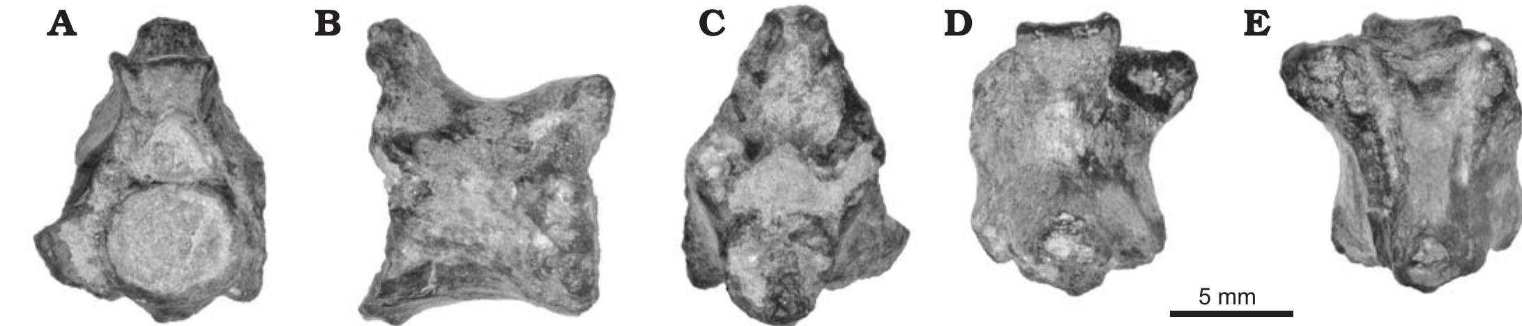 (PDF) Large palaeophiid and nigerophiid snakes from Paleogene Trans ...