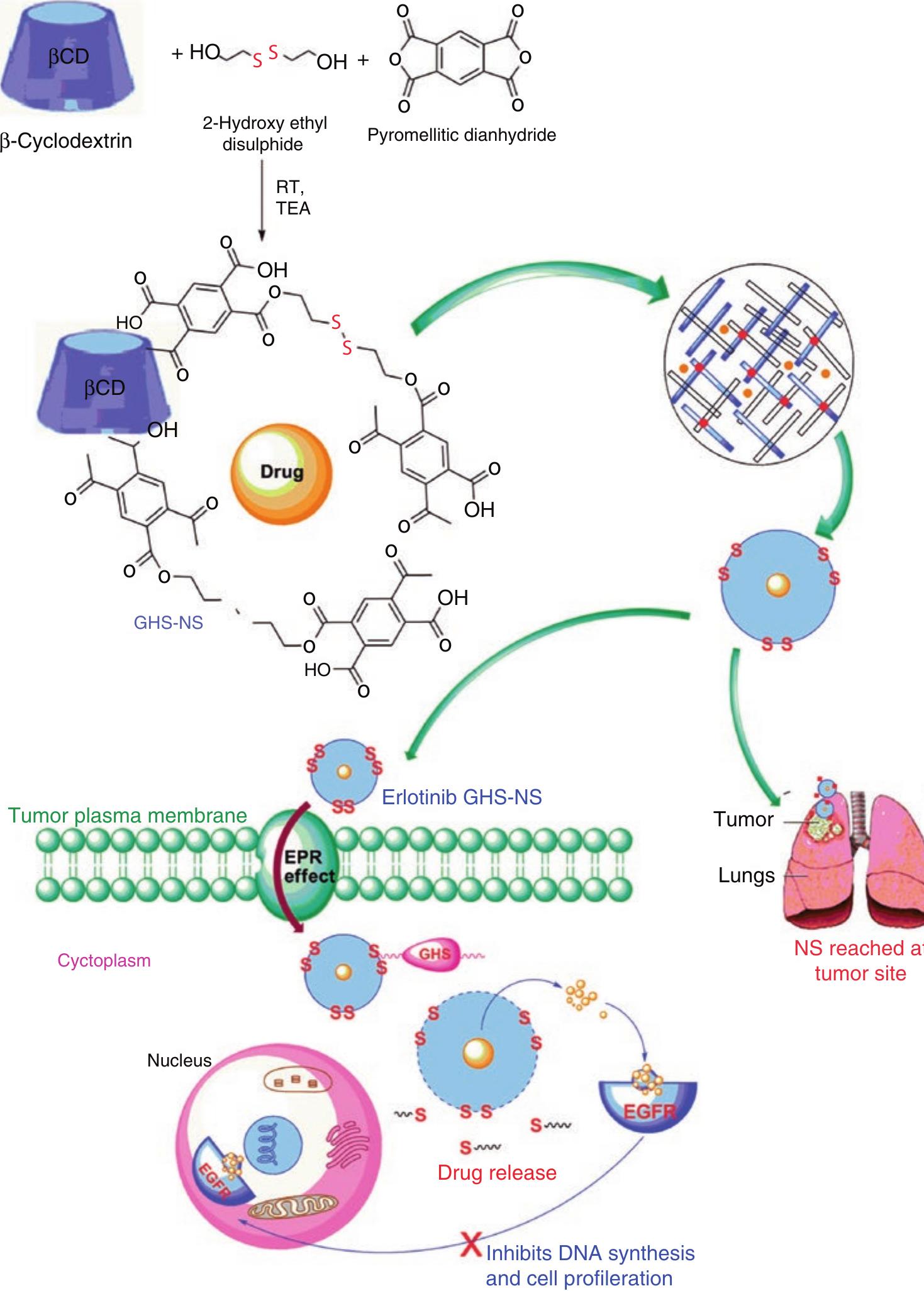 Schematic diagram of etb-ghs-ns synthesis, release, and its