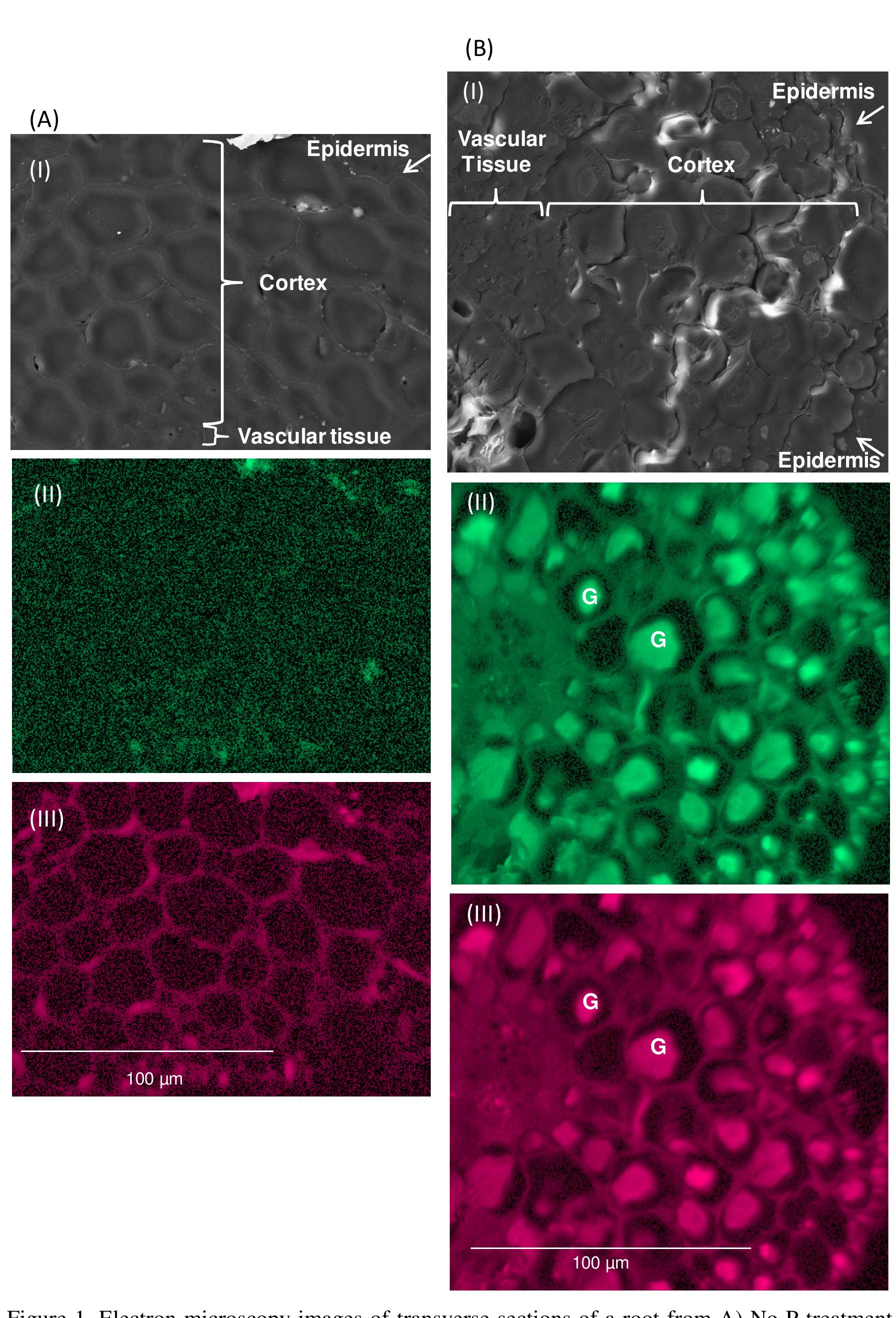 Figure 19 - The role of arbuscular mycorrhizal fungi in