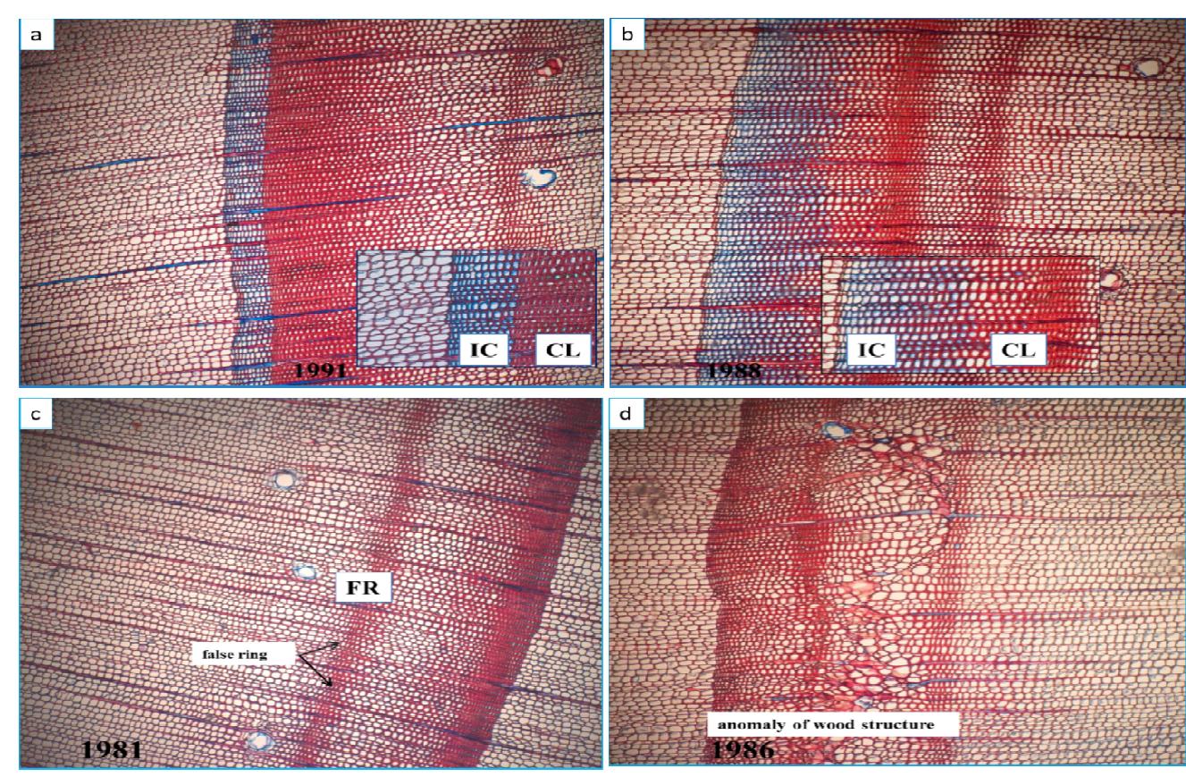 (PDF) Scots pine tree ring structure modifications and relation with ...