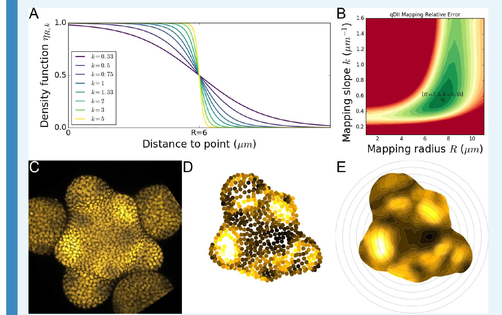 Appendix 3—figure 2. 2d continuous maps of epidermal