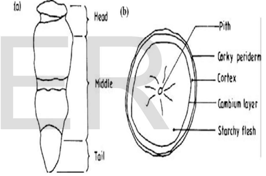 Morphology Of The Cassava Tuber a General Morphology And Morphology Of The Cassava Tuber a General Morphology And