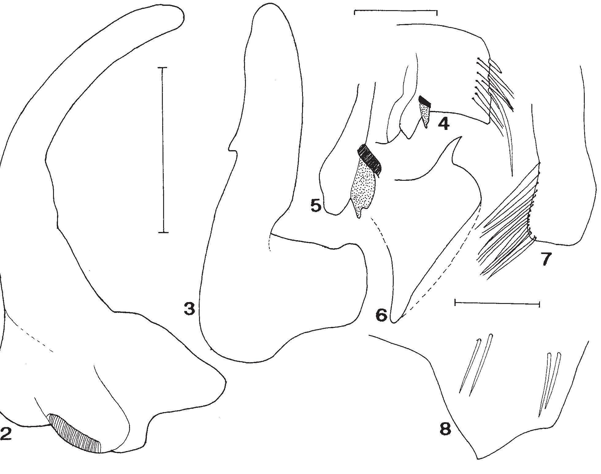 Tregite 9 Rounded (PDF) A new subgenus and six new species of Nepomorpha Insecta ...