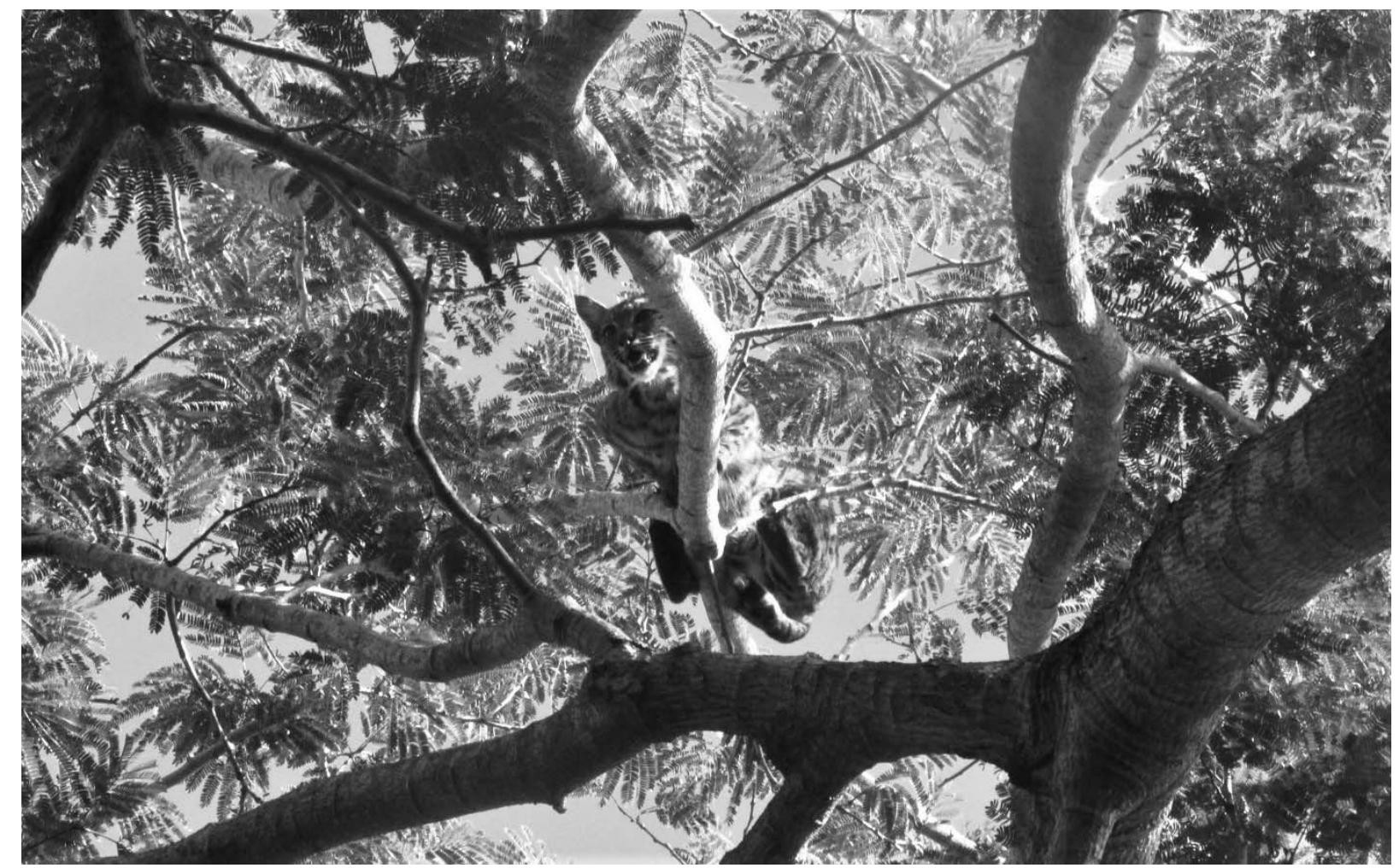 Fic. 1—Photograph documenting the bobcat (in tree) in Tamuin, San Luis Potosi, Mexico, in 2016.  (22°20'40.19”N, 98°54'10.59”W) at an elevation of 96 m, 500 m north of the previous sighting; a male bobcat was observed in a tenaza tree (Havardia pallens) approxi- mately 3.5 m above ground level for about 10 min before it fled (Fig. 1). The surrounding vegetation is cultivated grasslands and relicts of tropical low thorn forest and tropical low dry deciduous forest. These observations corroborate several observations by ranchers and park rangers who reported bobcats in the region (A.S.C., pers. observ.). Our record is the farthest one in the northeastern region of the state of San Luis Potosi, and is the first on the lowlands of the Huasteca Potosina. The closest reliable records to our sites are 55 km north at Ciudad Mante, Tamaulipas (CNMA:8182, http:// datosabiertos.unam.mx/IBUNAM:CNMA:8182); 128 km southeast at San Felipe Orizatlan, Hidalgo (Valen- cia-Herverth and Valencia-Herverth, 2012); and ca. 230 km northwest at Matehuala, San Luis Potosi (Dalquest, 1953). Most reports of this species are from arid regions and temperate forests (Leopold, 2000; Kelly et al., 2016), and our report is but the third to document this species in the coastal plain of the Gulf of Mexico (Valencia- Herverth and Valencia-Herverth, 2012), a tropical region with high biodiversity (Caso et al., 2004) but where the presence of bobcat previously has been dismissed (Lariviére and Walton, 1997; Leopold, 2000; Barcenas and Romero, 2014; Martinez de la Vega et al., 2016).  —~m 6m +. s4s6.;A4t —  Madre Oriental and the coastal plain of the Gulf of Mexico maintain high-quality habitats for several felids and other carnivores (Martinez de la Vega et al., 2016; Rosas-Rosas et al., 2020). There exist few records of felids, however, in the coastal plain of the Gulf of Mexico in San Luis Potosi, which includes the lowlands of the Huasteca Potosina. Although our observations may be of the same individual, it is unclear whether it was a resident or a transient. Further studies are needed to elucidate the ecology of the bobcat in the area, and we will continue our efforts to obtain additional information on this and other species. 