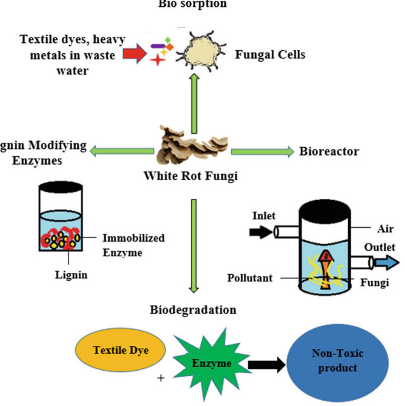 6 schematic representation of degradation of orange g dye by
