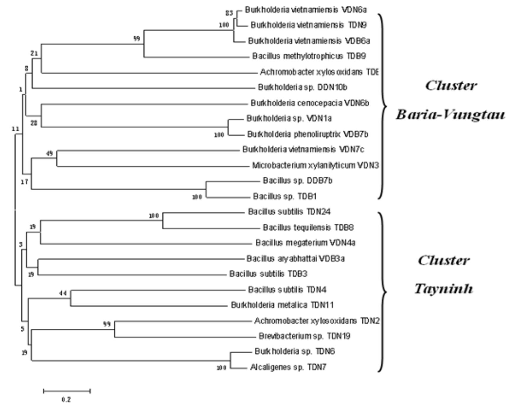 (PDF) Isolation and Identification of Rhizospheric Bacteria in Acrisols ...