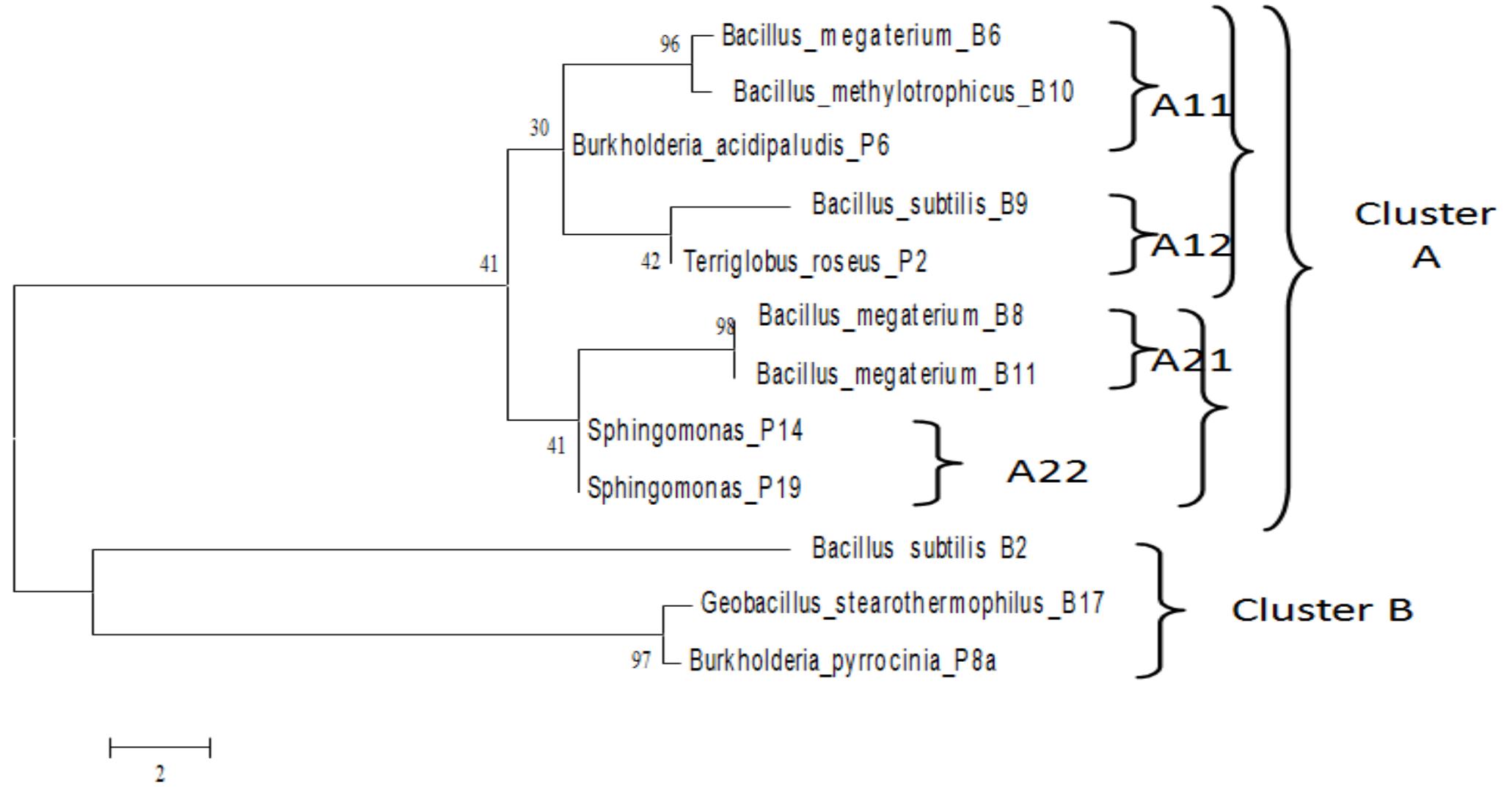 (PDF) Isolation and Identification of Rhizospheric Bacteria in ...