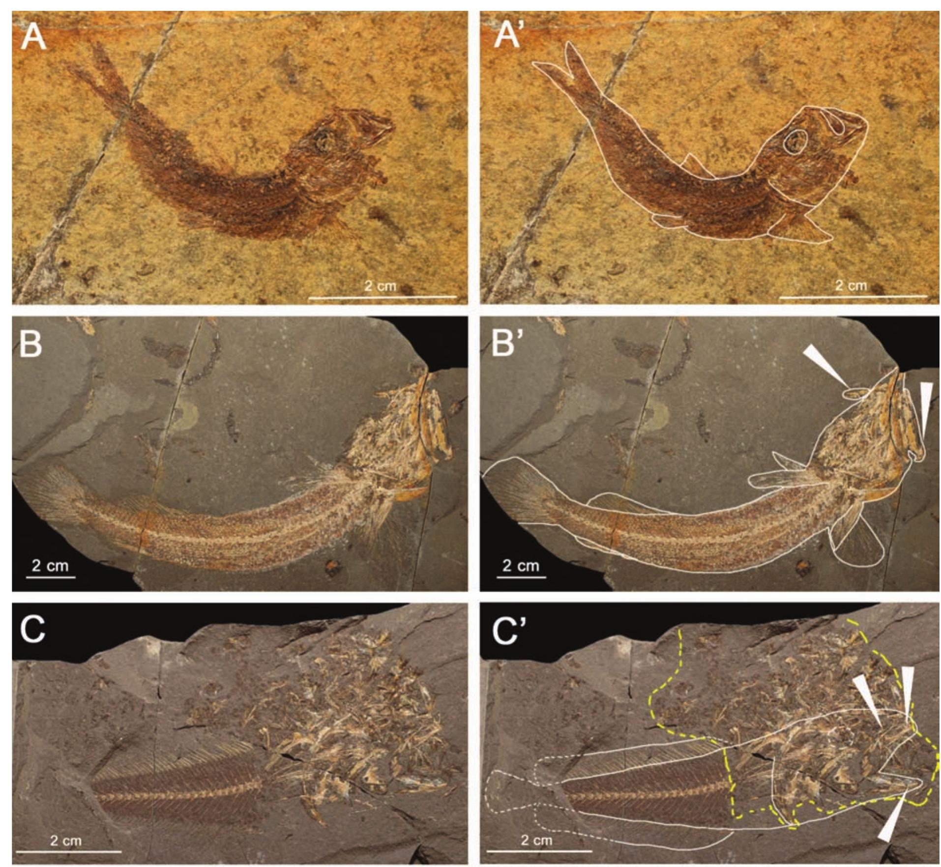 Ext-fig. 14. stages of skeleton disarticulation illustrated