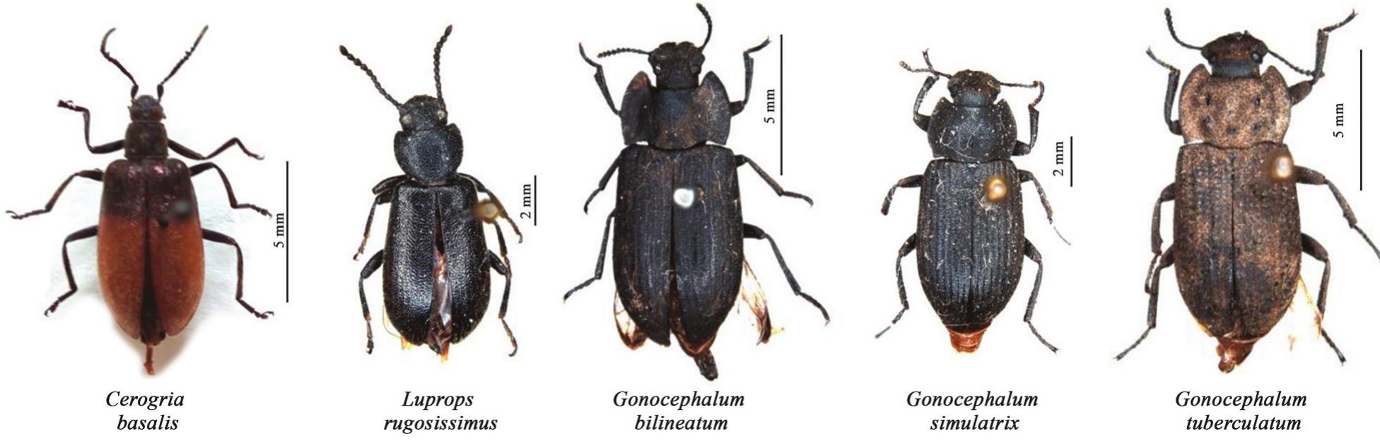 (PDF) Record of darkling beetles (Coleoptera: Tenebrionidae) from ...