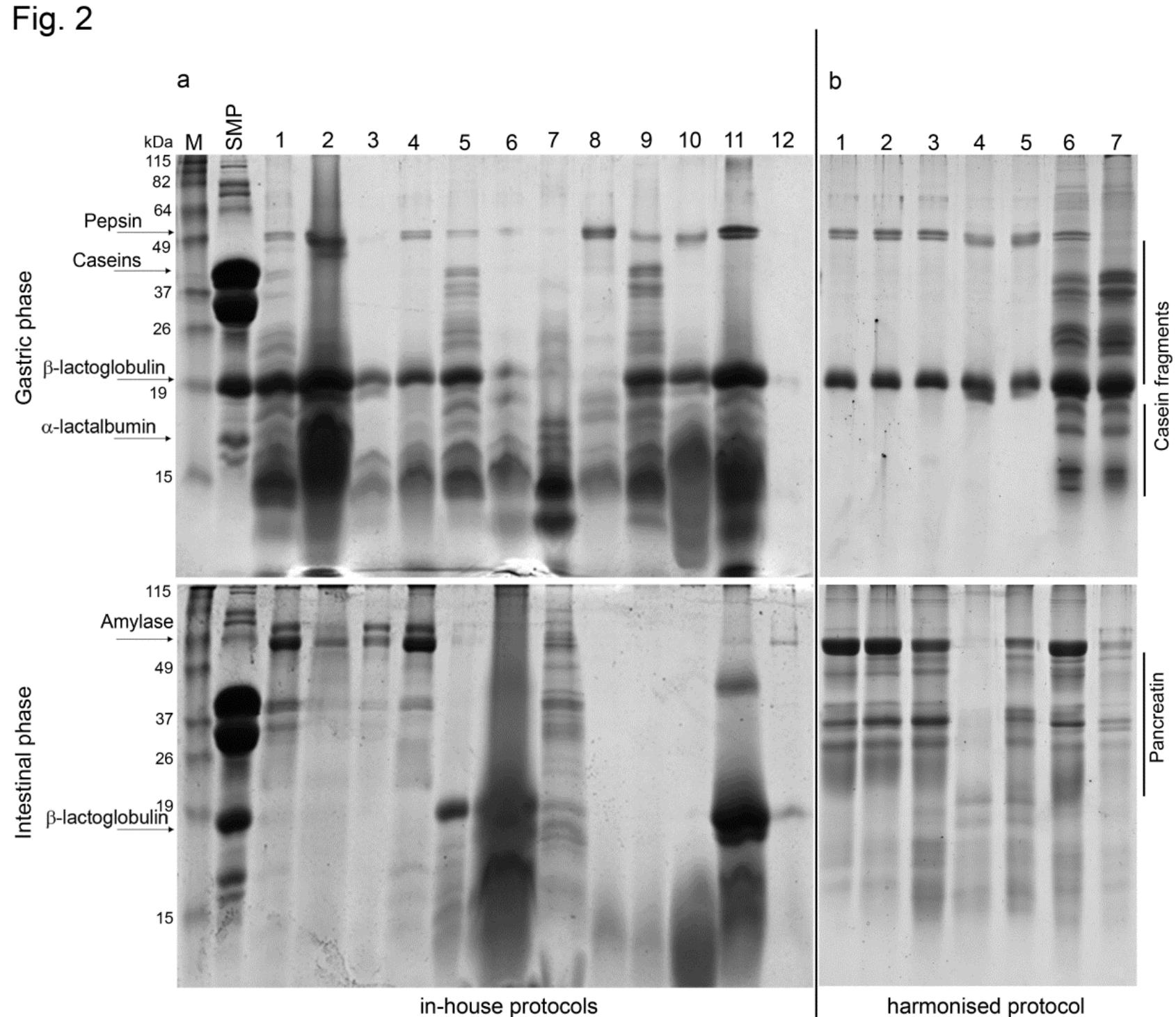 Infogest Figure 2 - INFOGEST static in vitro simulation of