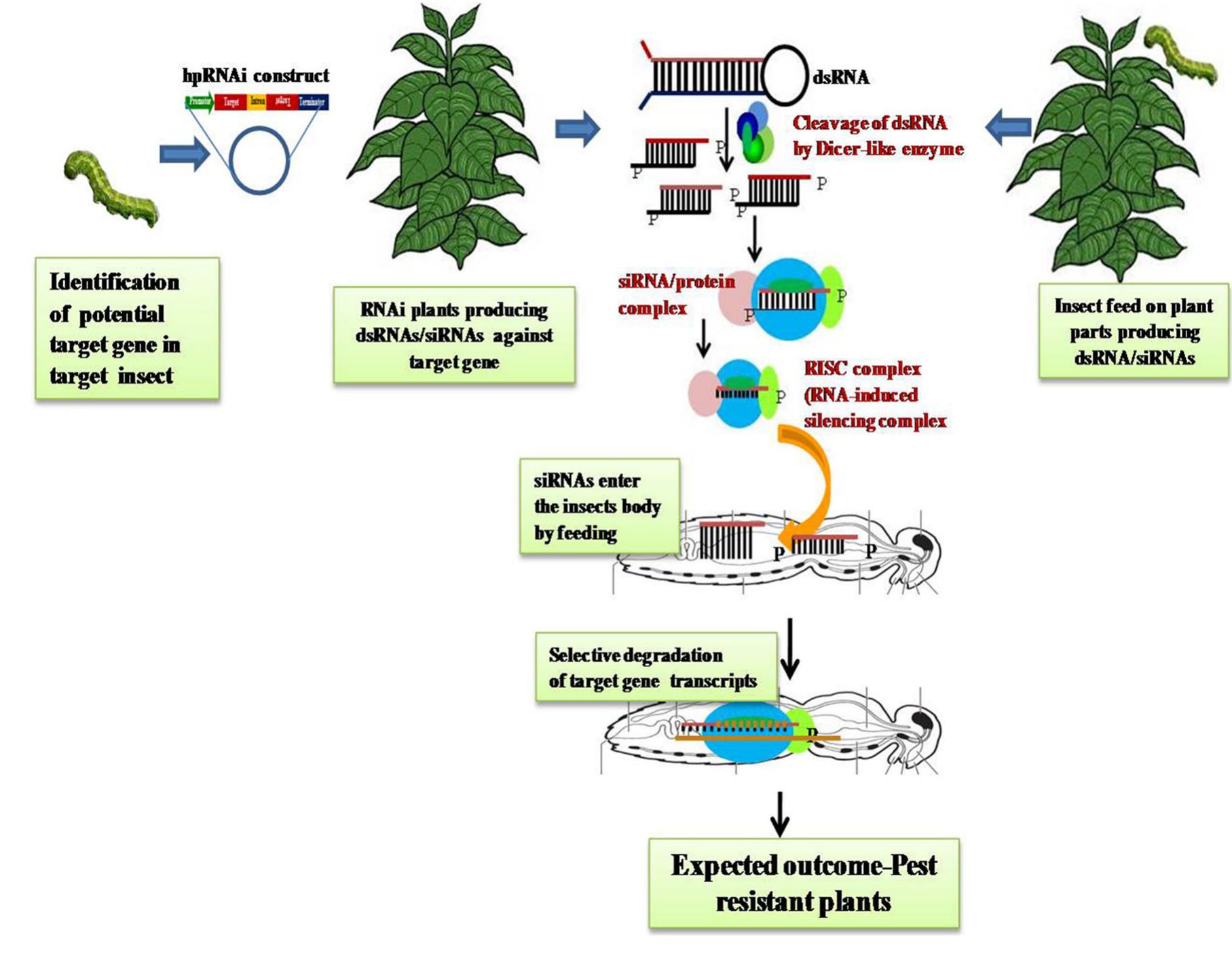 (PDF) RNAi technology: a new platform for crop pest control