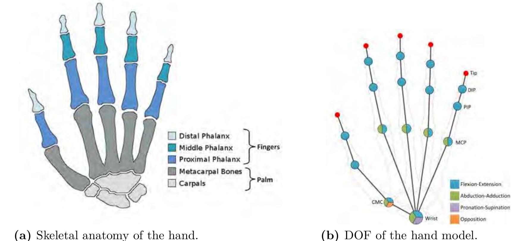 Key Hand Structures 8. skeletal anatomy and model of the hand. the hand model is