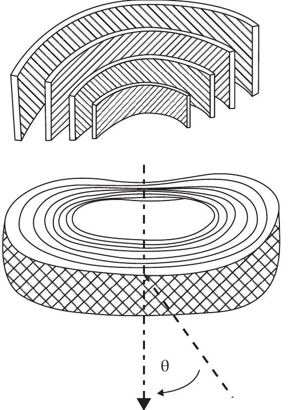 Figure 3 - from Embryology, Innervation, Morphology,