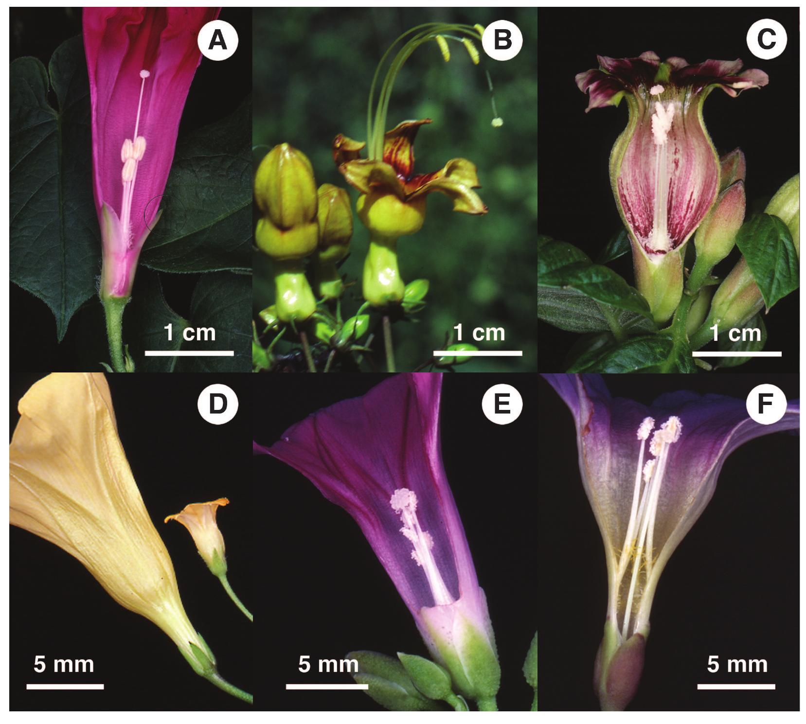 (PDF) A Phylogenetic Assessment of Breeding Systems and Floral ...
