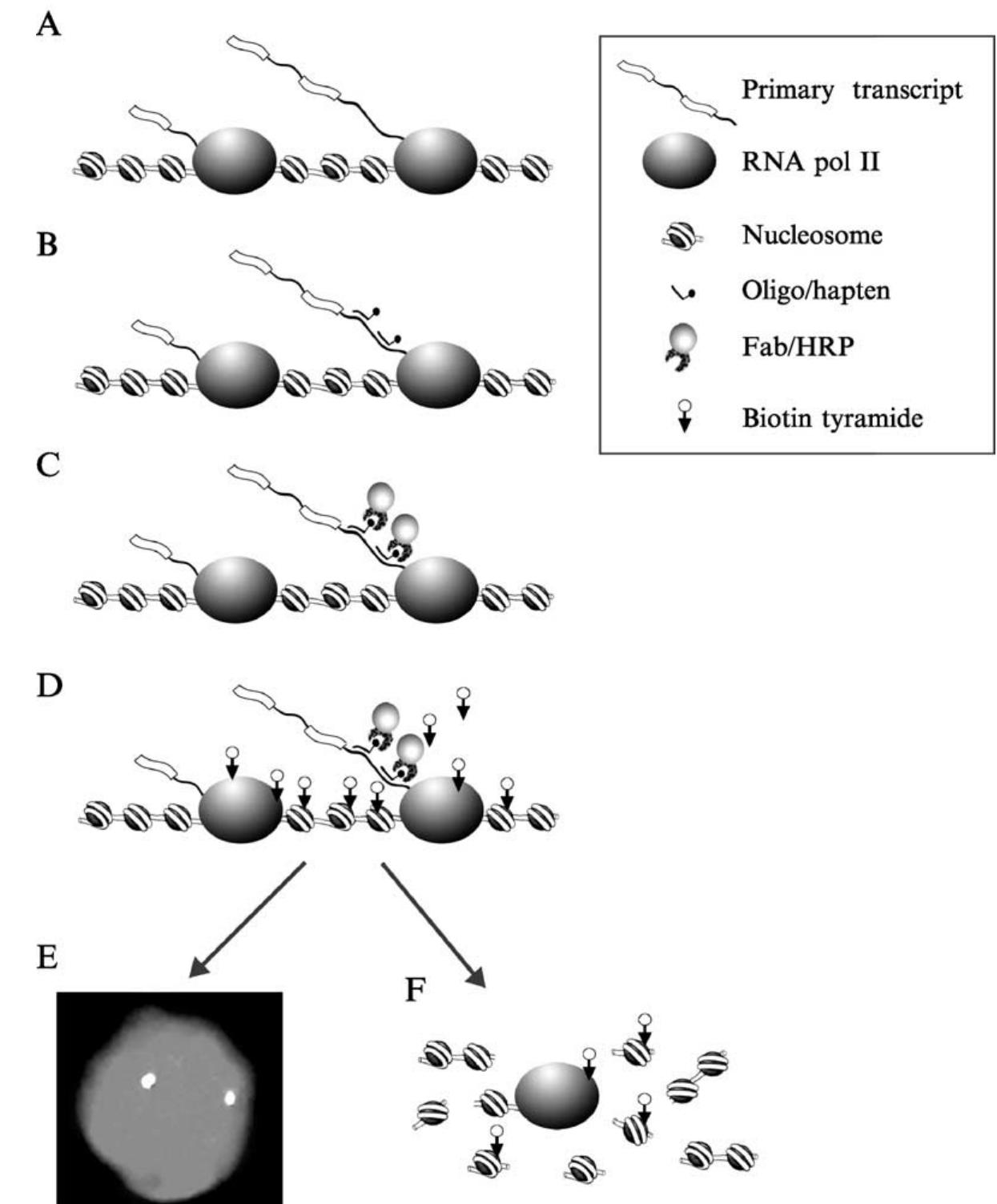 Figure 1 - from RNA Fluorescence In Situ Hybridization