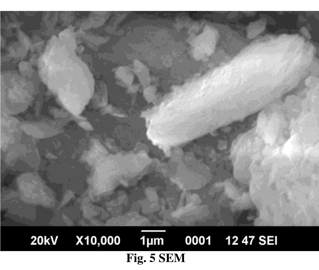 Shows the scanning electron microscope image of the