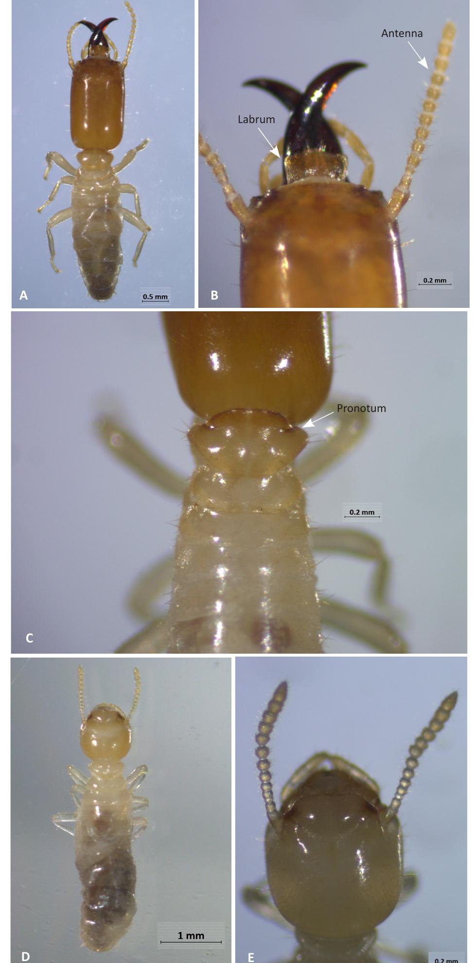 (PDF) Description of a new subspecies of the genus Microcerotermes ...