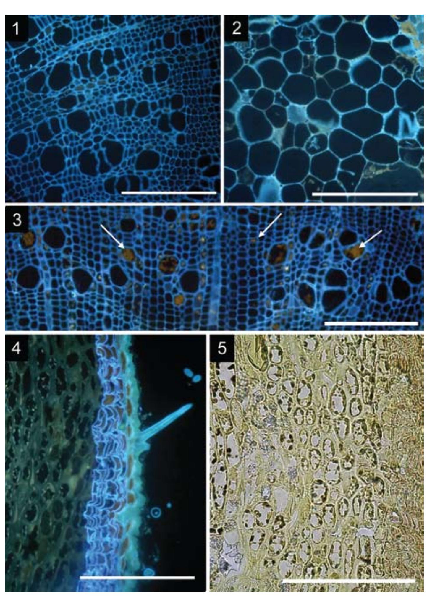 Figure 1 - from Anatomy and Lignin Characterisation of Twigs