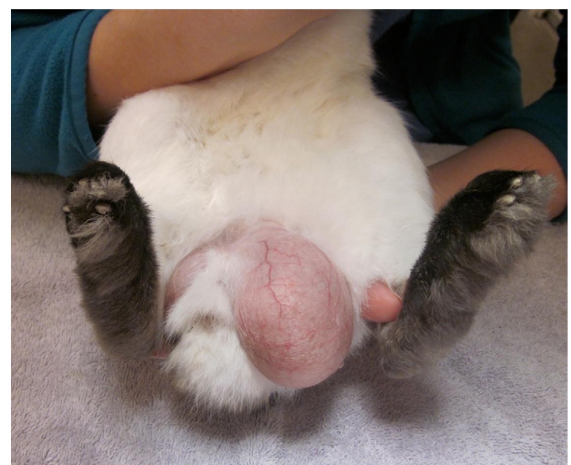 (PDF) Inguinal-Scrotal Urinary Bladder Hernia in an Intact Male ...