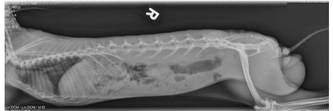 (PDF) Inguinal-Scrotal Urinary Bladder Hernia in an Intact Male ...