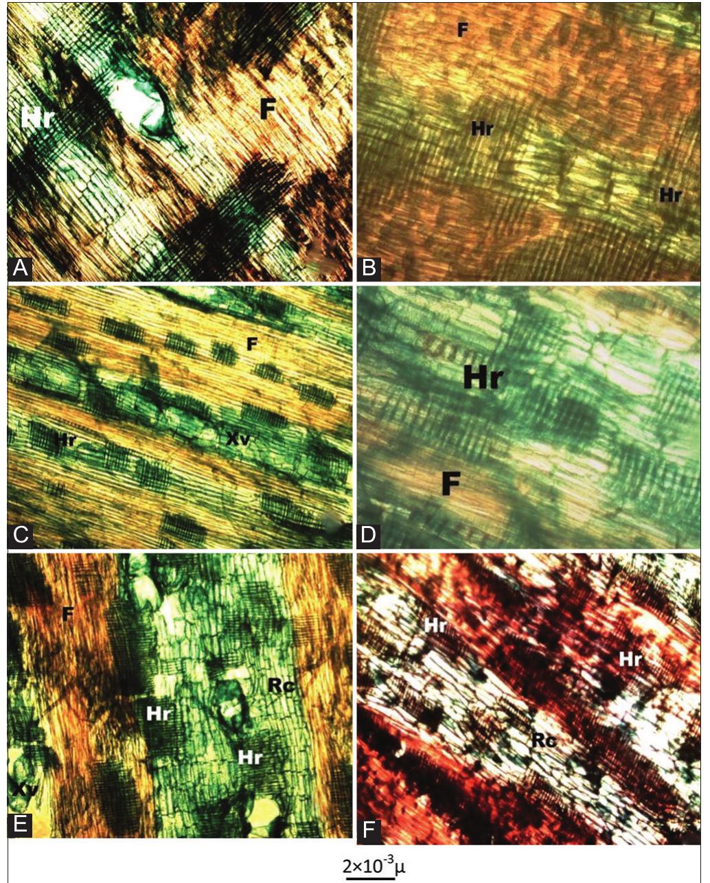 (PDF) Wood Anatomy of Acacia species