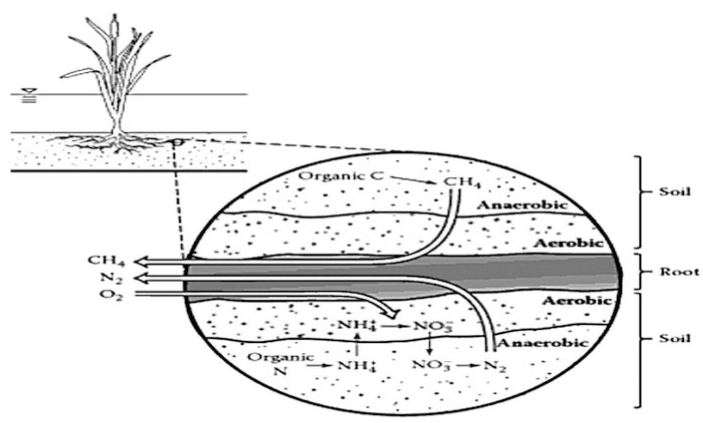 Schematic diagram of the mechanisms occurred in the
