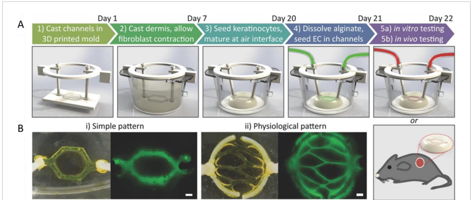 Figure 1 - from The emergence of 3D bioprinting in
