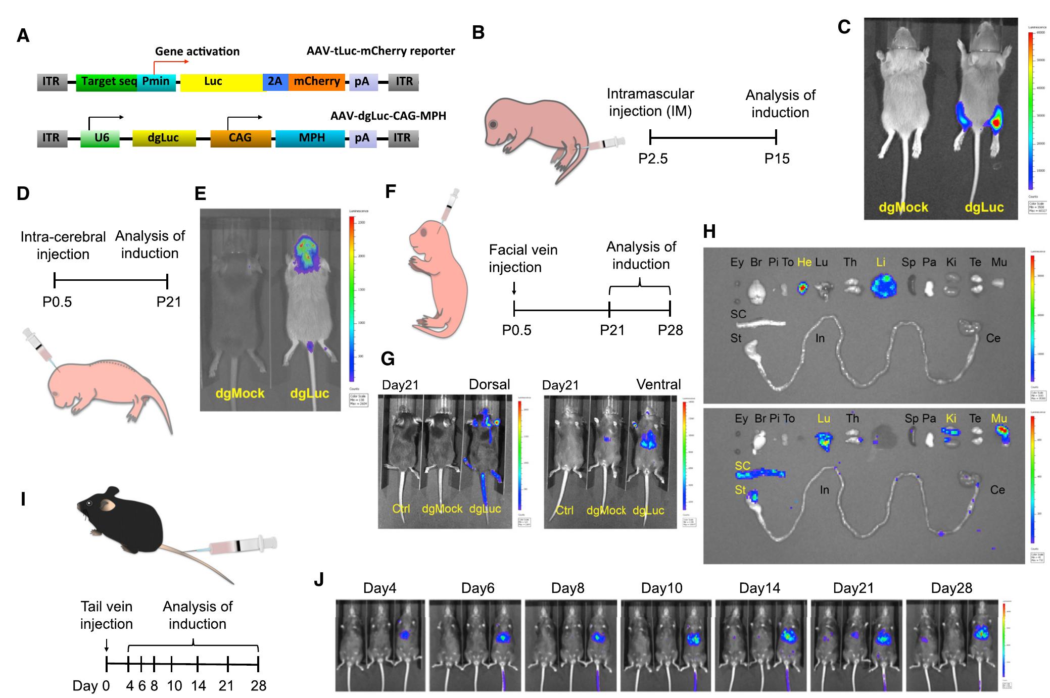 (PDF) In Vivo Target Gene Activation via CRISPR/Cas9-Mediated Trans ...