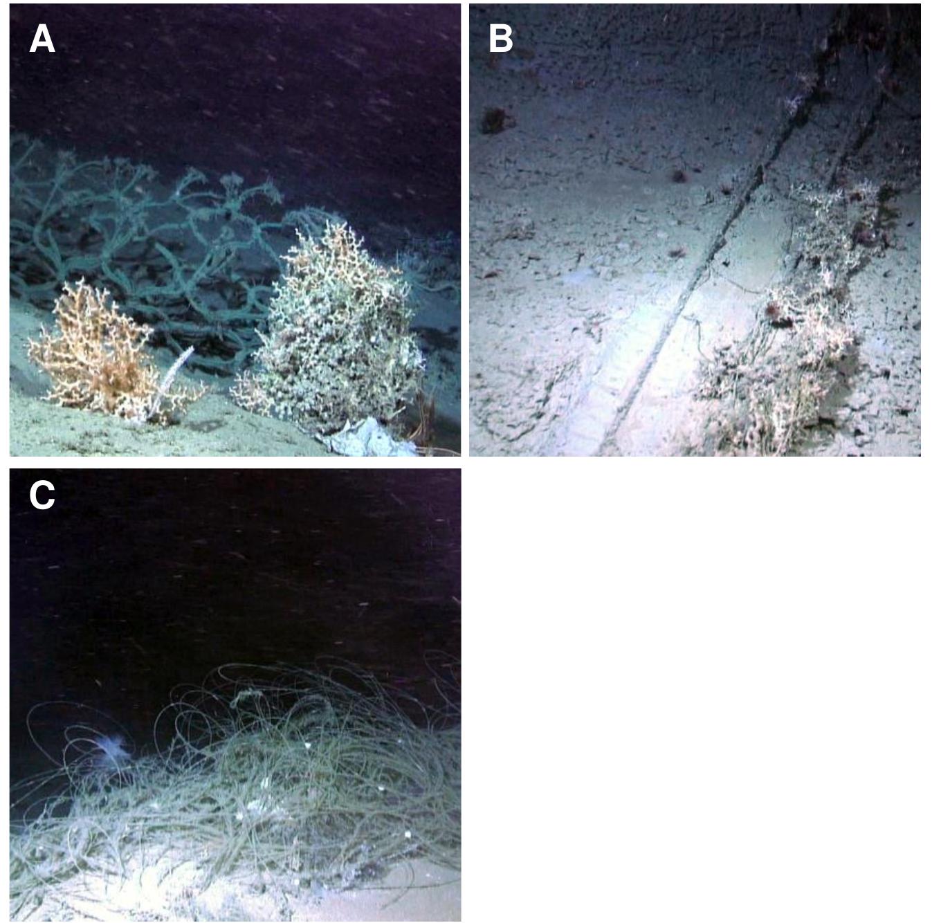 Remains Example 21 - examples of fisheries activity remains in the vicinity