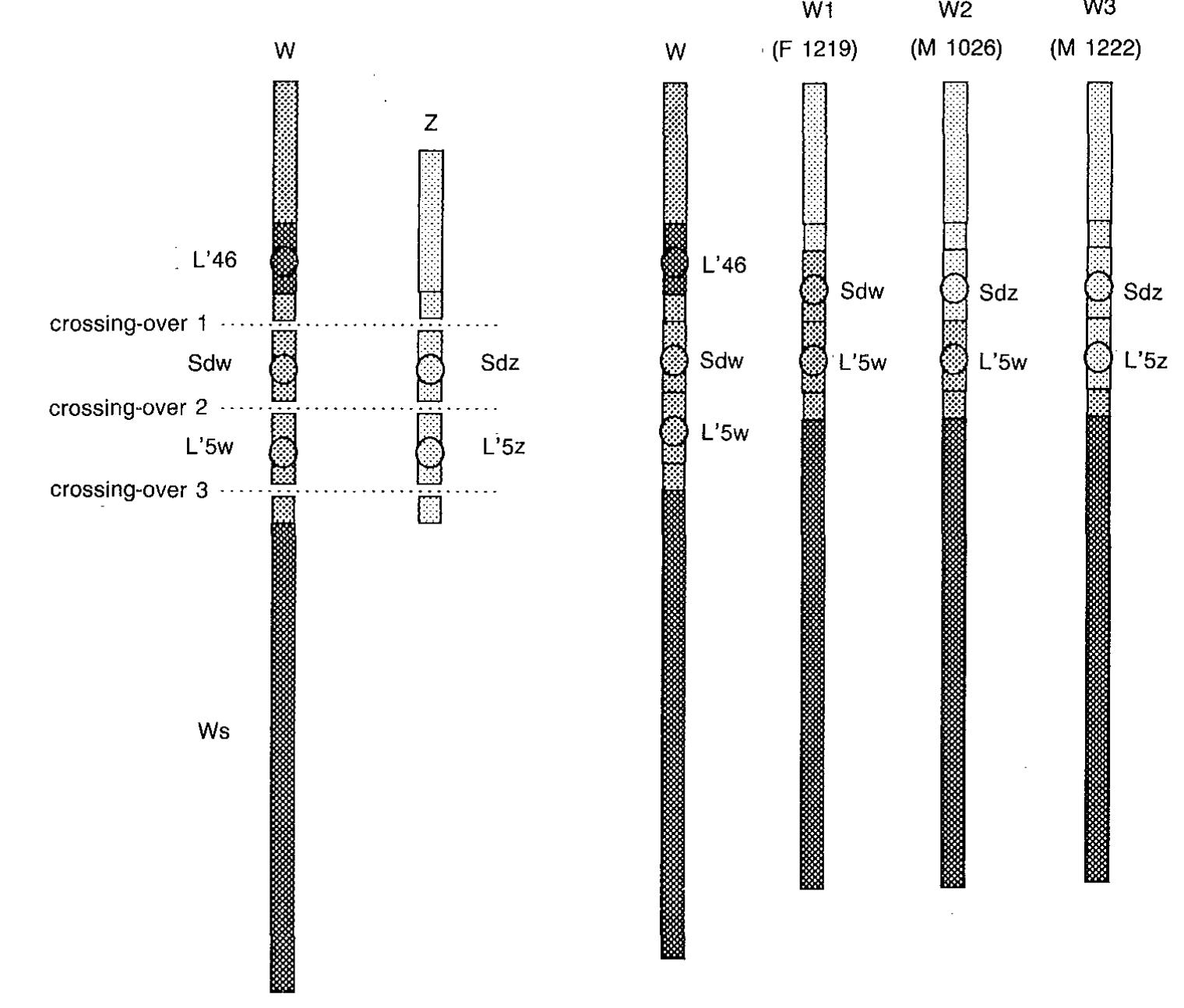 (PDF) Sex determination studies in two species of teleost fish ...