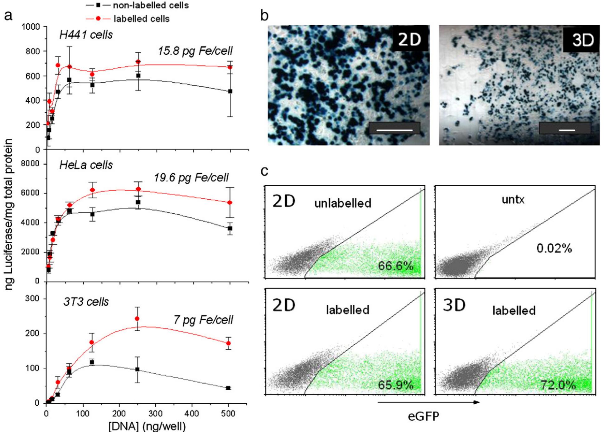 Magnetofection efficiency of the mnp-labeled cells in a 2d