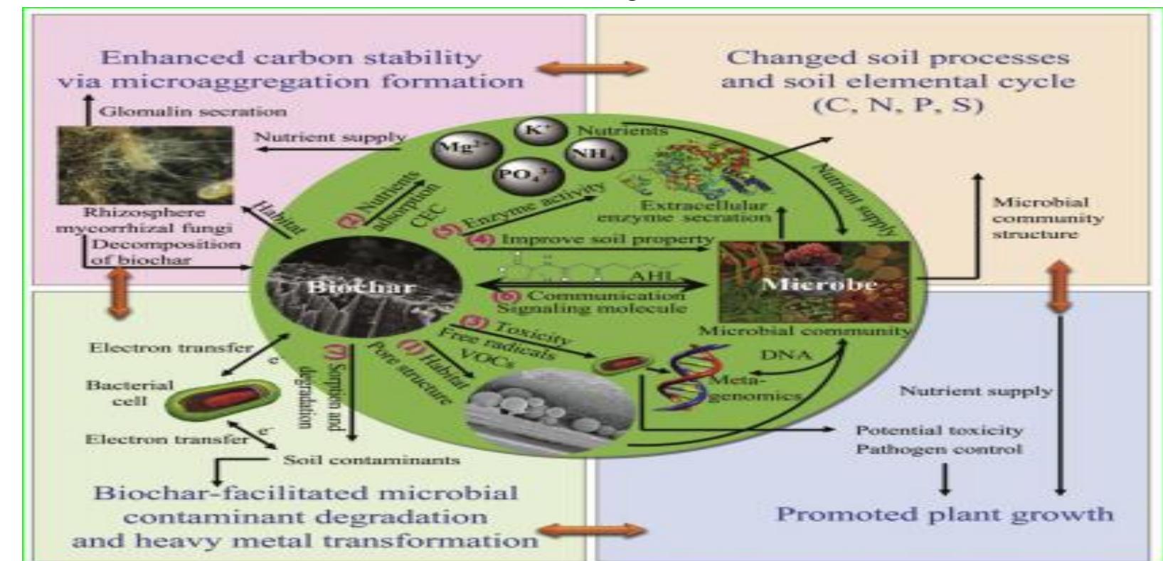 Figure 1 - from Effects of Biochar Application on Beneficial