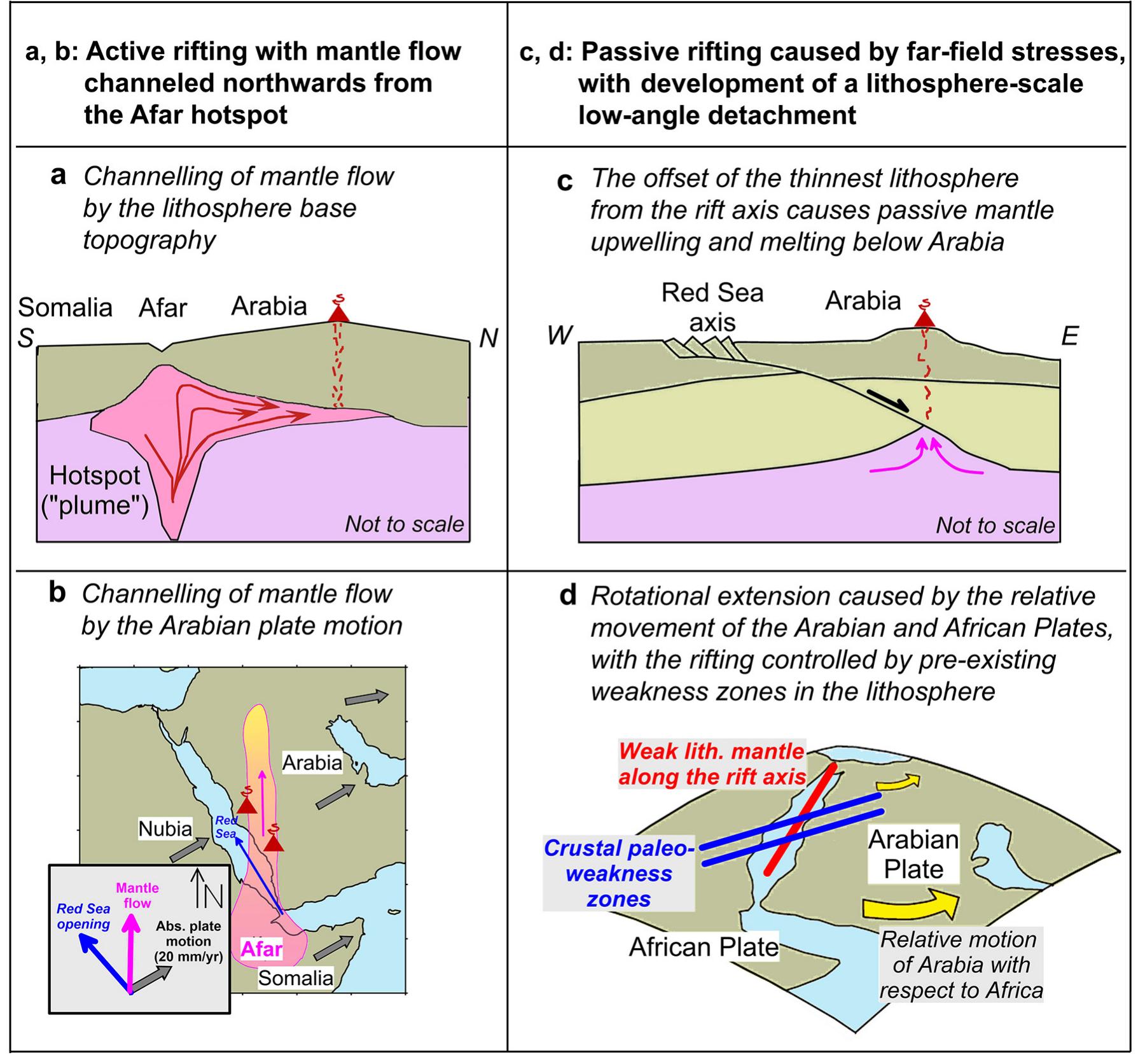 Fig. 1. Schematic end-member models proposed for the Red Sea — Arabian Shield late Cenozoic evolution. (a-b) Active rifting with mantle flow channelled northwards from the Afar hotspot (Camp and Roobol, 1992; Park et al., 2007; Al-Saud, 2008; Yao et al., 2017), e.g. (a) by the LAB topography (Hansen et al., 2007; Petrunin et al., 2020) or (b) by the Arabian plate motion (Hansen et al., 2006; Park et al., 2007; Chang et al., 2011; Elsheikh et al., 2014); absolute plate velocity is based on (ArRajehi et al., 2010). (c-d) Passive rifting caused by far-field stresses, with possible development of a lithosphere-scale low-angle detachment (c) (Voggenreiter et al., 1988; McGuire and Bohannon, 1989; Yao et al., 2017). Far-field forces are either associated with the separation of Arabia from Africa (Makris and Rihm, 1991; Bosworth et al., 2016; Molnar et al., 2020), driven by Neotethys Mediterranean subduction systems (Reilinger and McClusky, 2011), or subduction of the Arabian plate beneath Zagros (McQuarrie et al., 2003; Yao et al., 2017). The offset of the thinnest lithosphere from the rift axis causes passive mantle upwelling and melting below Arabia. (d) Rotational extension caused by relative movement of the Arabian Plate with respect to the African Plate during the Nubia-Arabia divergence. Pre-existing weakness zones in the lithosphere, especially along the Red Sea axis, control the evolution of rifting (Molnar et al., 2020). (For interpre- tation of the references to colour in this figure legend, the reader is referred to the web version of this article.)  The Red Sea formed at 24 + 4 Ma by continental rifting along the Nubia—Somalia—Arabia plate boundaries, which began at ~30 Ma following extension in the Gulf of Aden, and evolved into ocean spreading in the southern Red Sea at ~12-13 Ma (izzeldin, 1987; Augustin et al., 2021), although the oldest recognizable magnetic anomaly corresponds to 4.18 Ma and the oldest identified oceanic crust (at ~17 °N, 40.5°E) is of the early Pleistocene age (4.62 Ma) (Izzeldin, 1987; Schettino et al., 2016). Yet the absence of marine rift-parallel magnetic anomalies north of ~20-22 °N (Coleman and McGuire, 1988; Cochran, 2005; Schettino et al., 2016) indicates that oceanic crust does not yet form in the central-northern part of the Red Sea (Fig. 2). 