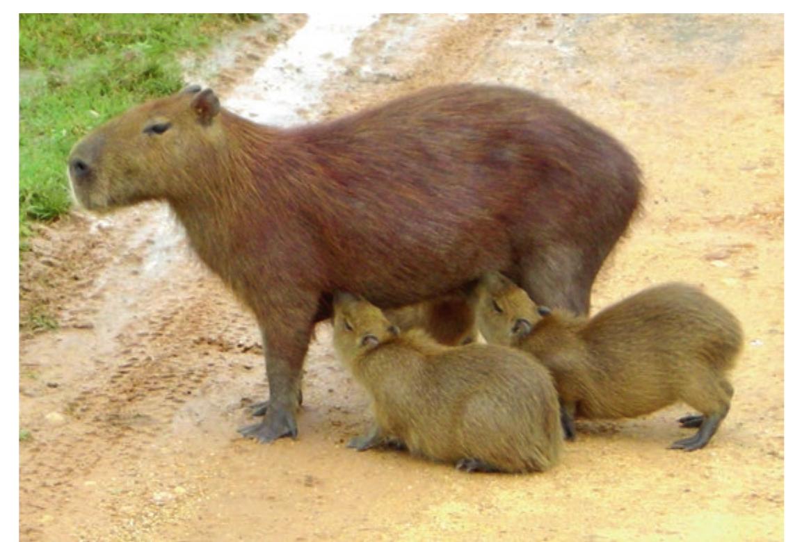 (PDF) The Caviomorphs: First South American Rodents