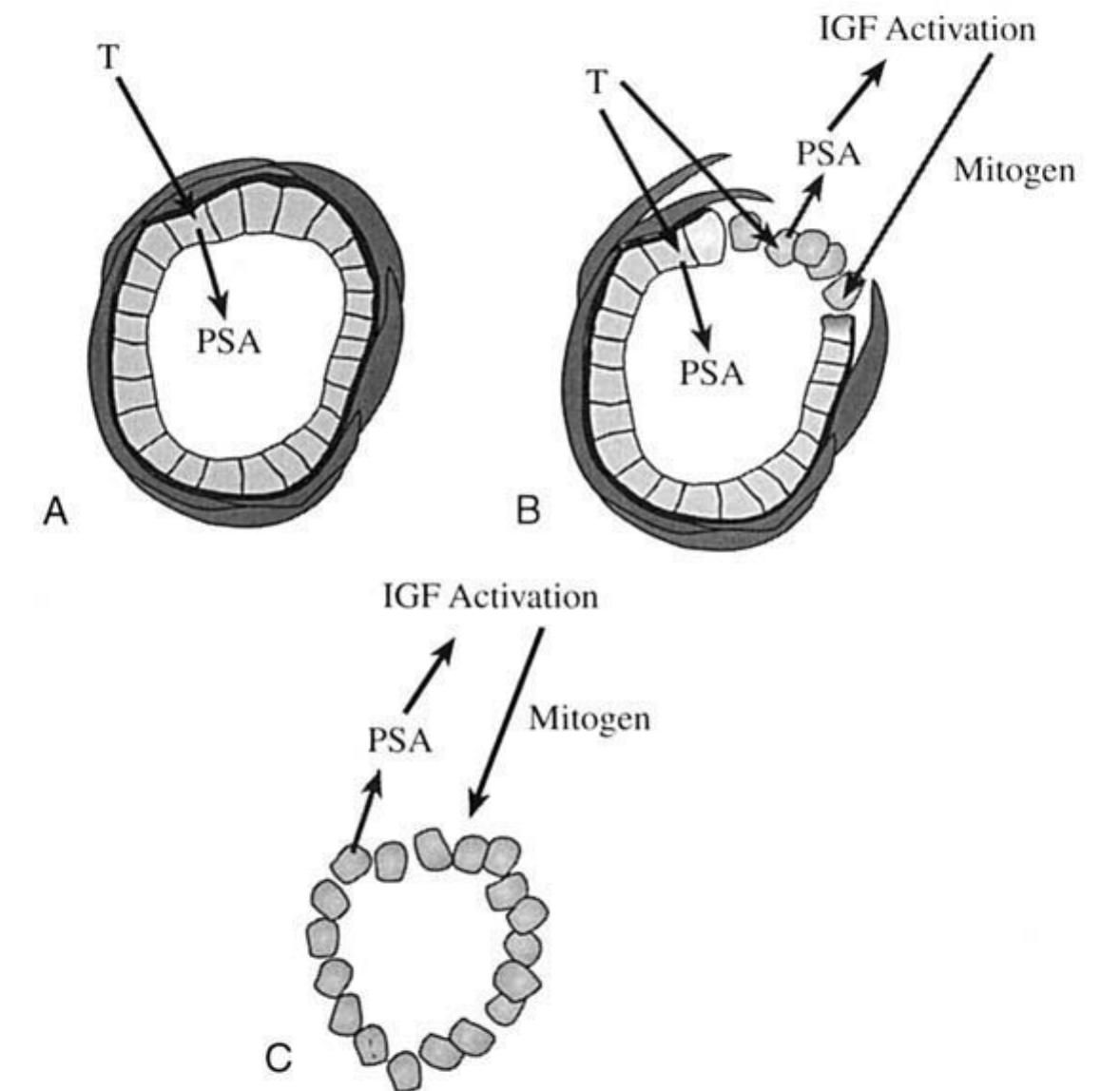 (PDF) The prostate: development and physiology
