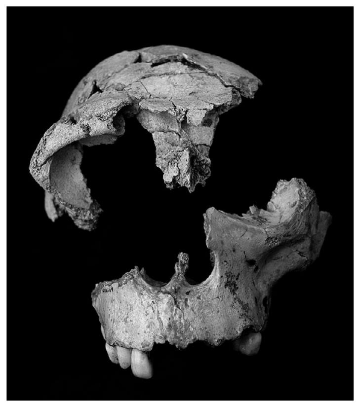 Figure 2.8 El Nino de la Gran Dolina.  Photo: Javier Trueba/Courtesy Science Photo Librar  Figure 2.8 El Nifo de la Gran Dolina.  Photo: Javier Trueba/Courtesy Science Photo Library 