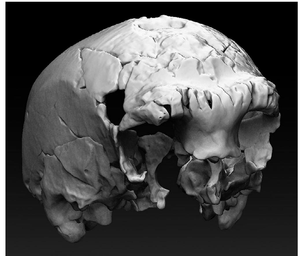 Figure 2.12 Virtual reconstruction of Aroeira 3 cranium. 