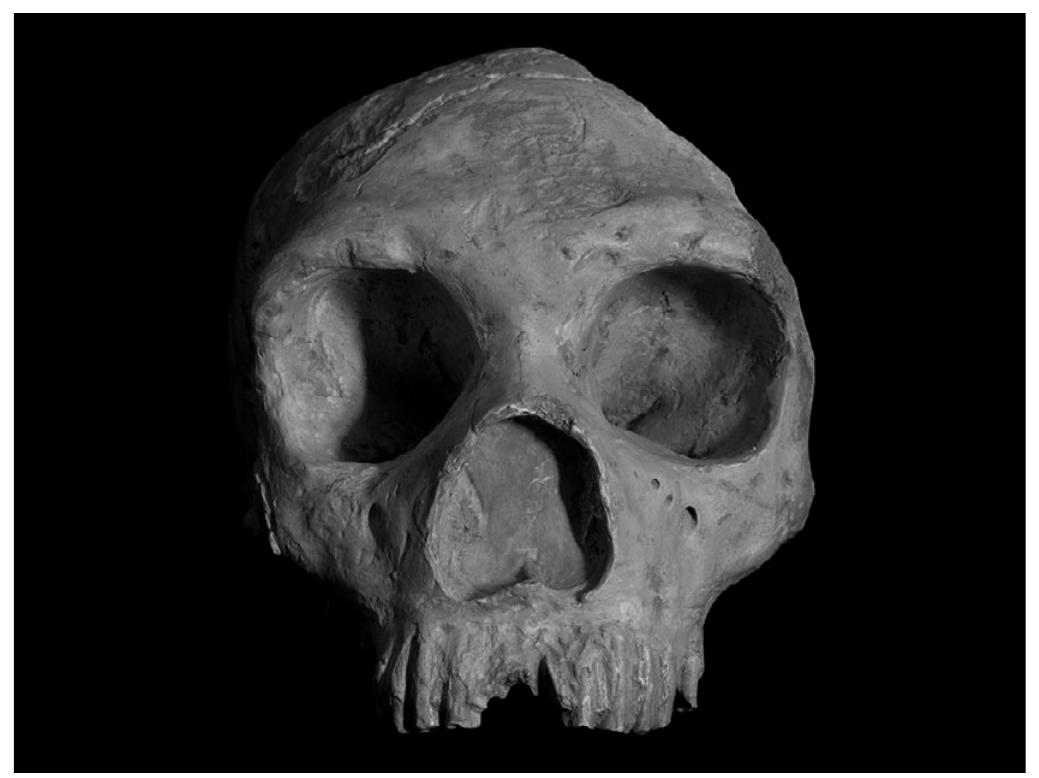 Figure 2.15 Neanderthal skull from Forbes’ Quarry, Gibraltar (cast). Photo: Courtesy of S. Finlayson 