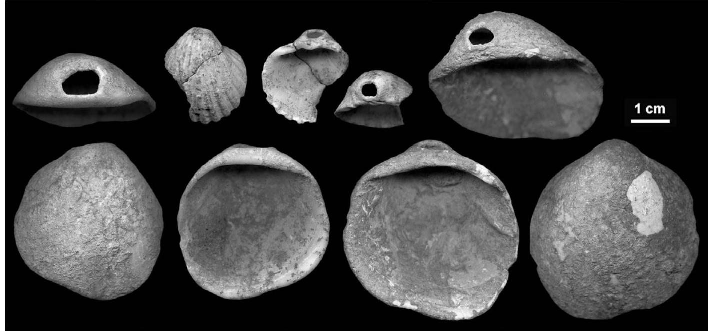 Figure 2.16 Perforated shells from level II of Cueva de los Aviones.  Perhaps the most intriguing discovery in Iberian Neanderthal archaeology ir recent years has been evidence for symbolic behaviors, such as art, that hac been viewed as unique to modern humans. In some ways, this should not bs surprising, given what is known about Neanderthal burials in other parts of the world, such as at Shanidar Cave, Kebara, and La Ferrassie.”° Given that mucl of the research and rethinking of Neanderthal symbolic behavior has taker place in just the past decade, this is likely an area of research that holds a grea deal of potential for exciting discoveries in the future. The evidence in Iberia 1 reviewed in approximate order of their discoveries, given that the mos convincing cases represent the most recent research. 