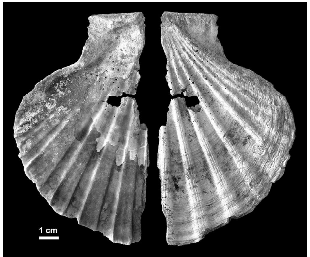 Figure 2.17 Perforated shell from Cueva Anton. 