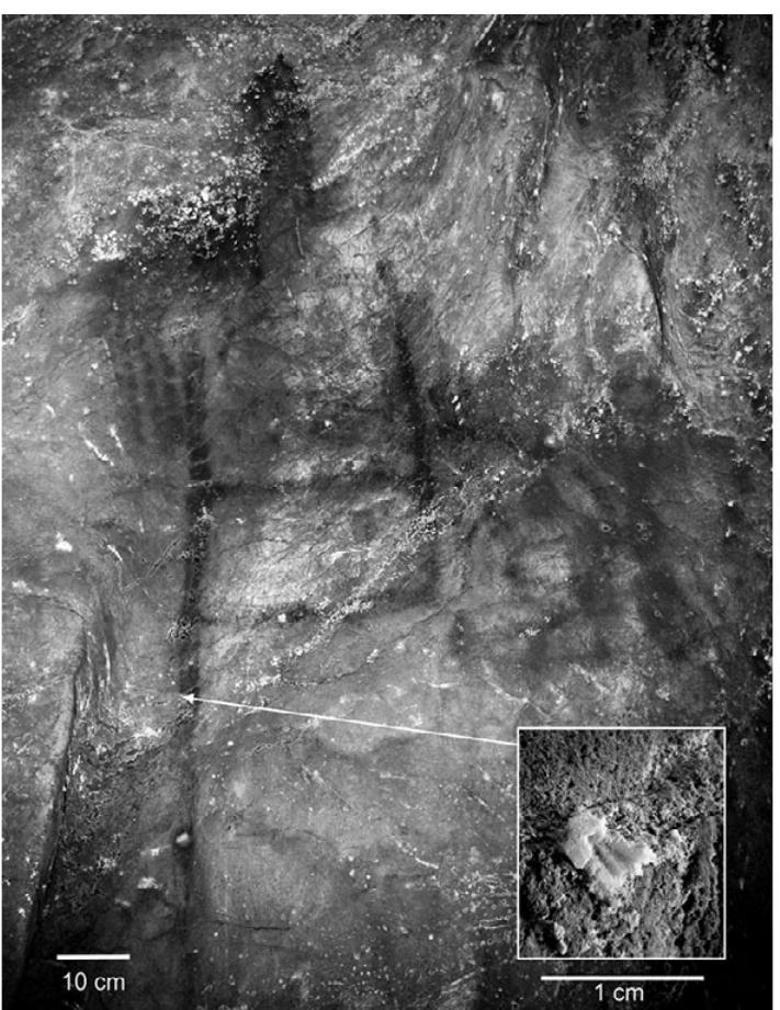 Figure 2.19 Scalariform (“ladder”) image from La Pasiega Photo: J. Zilhao0. from Hoffman et al. 2018a. fig. 1 