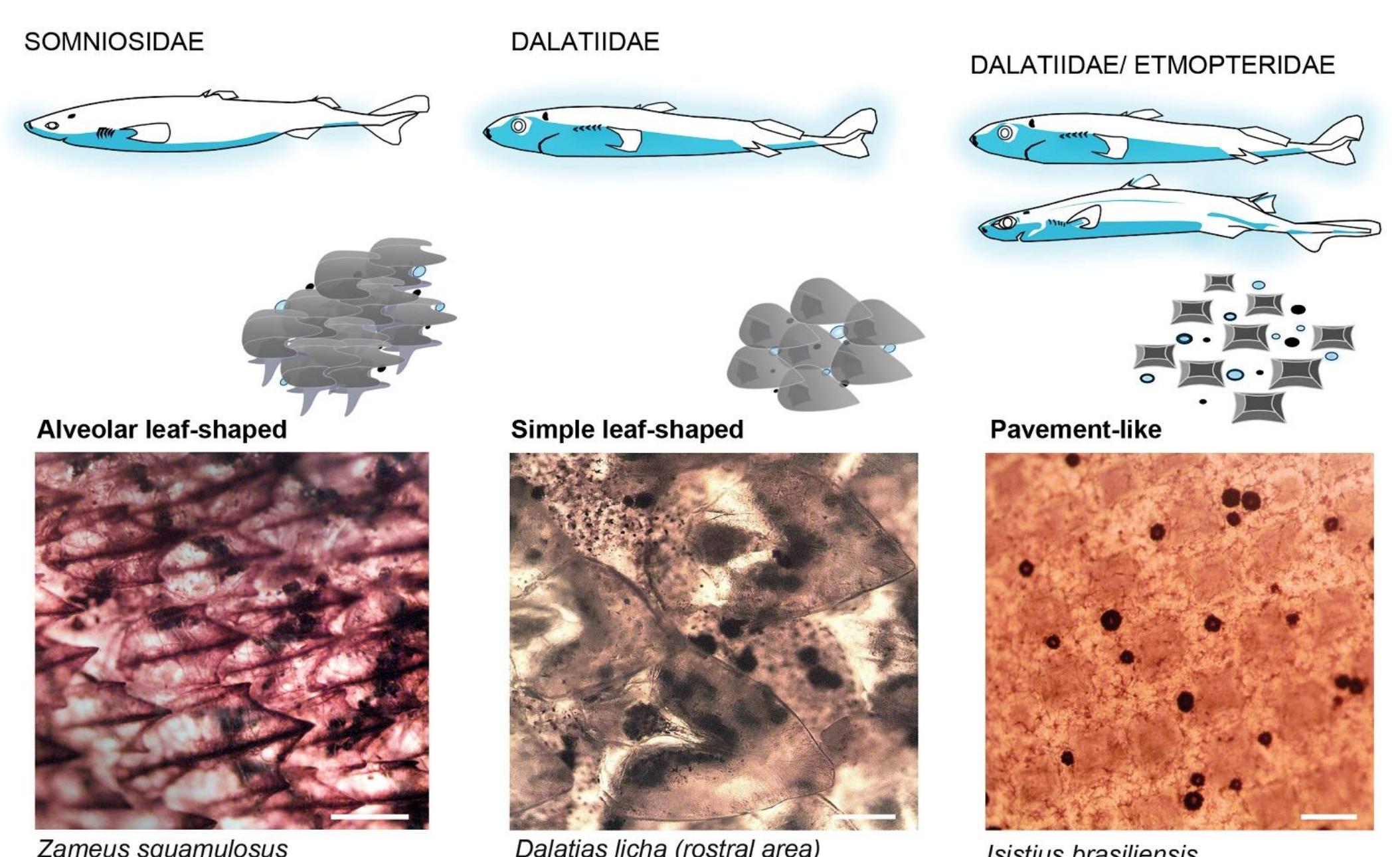 Photocyte Patterns (PDF) Glow on Sharks: State of the Art on Bioluminescence Research